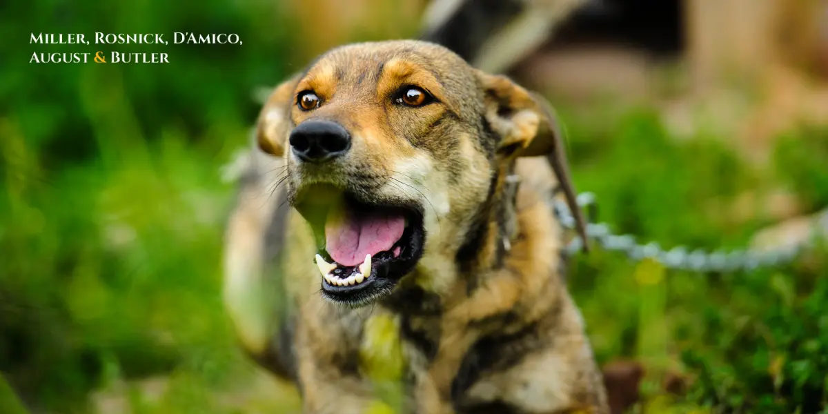 Norwalk Dog Bite Lawyer
