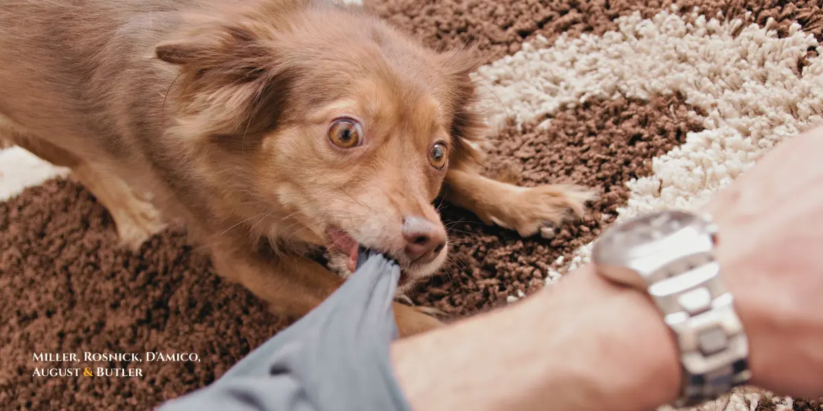Stamford Dog Bite Lawyer