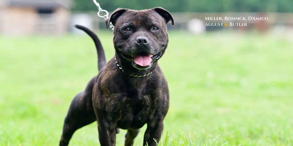 Connecticut Dog Bite Lawyer