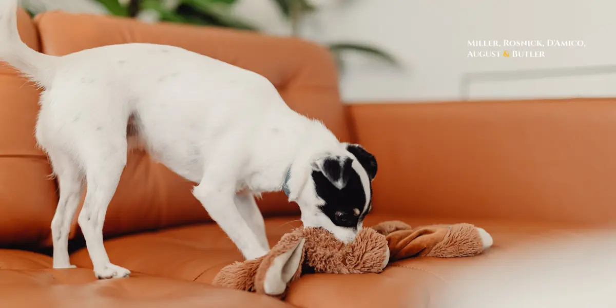 New Haven Dog Bite Lawyer